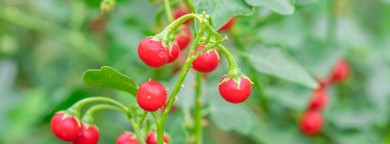 Dược Liệu Tịnh Tâm