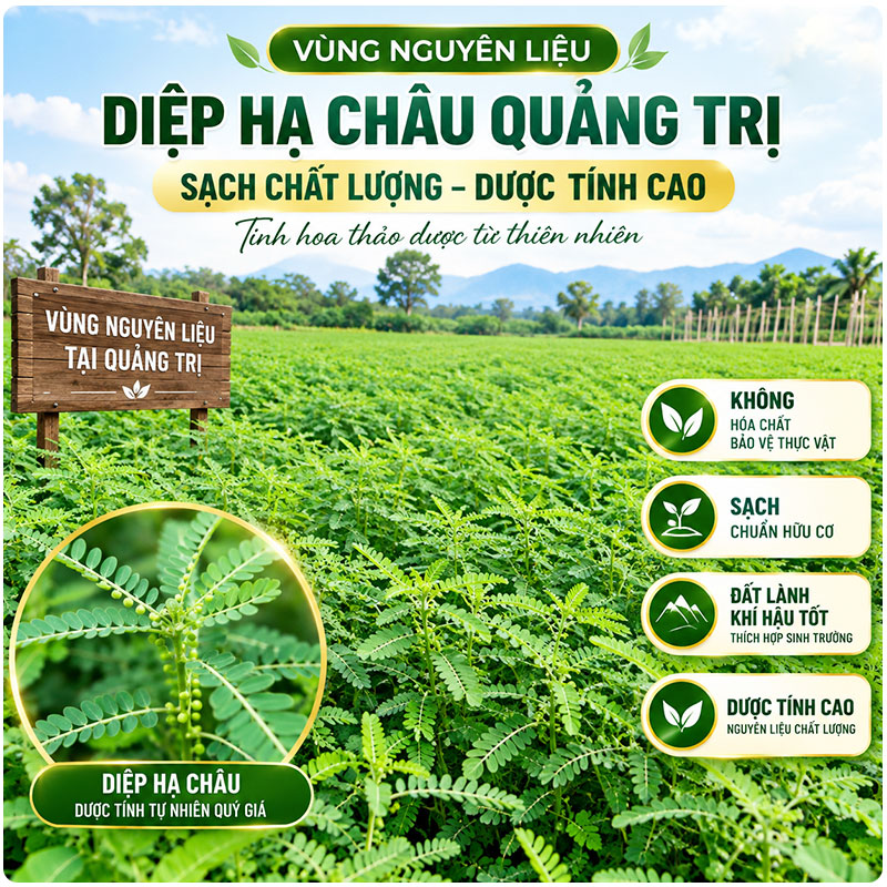 nguyen-lieu-diep-ha-chau