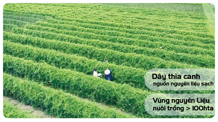 Vùng nguyên liệu dây thìa canh