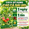 cach-su-dung-cao-ca-gai-leo