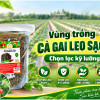 nguyen-lieu-ca-gai-leo