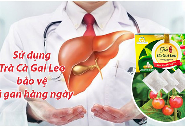 su-dung-tra-ca-gai-leo