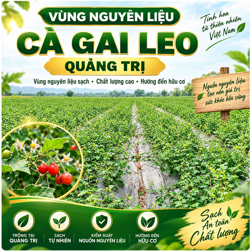 vùng nguyên liệu cà gai leo
