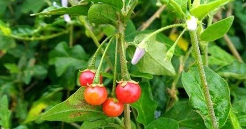 ky-thuat-trong-cay-ca-gai-leo-01