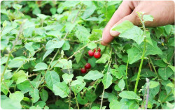 Uống cà gai leo có tốt không